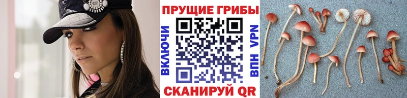 Купить где  Серпухов  Псилоцибиновые грибы MAGIC MUSHROOMS 
